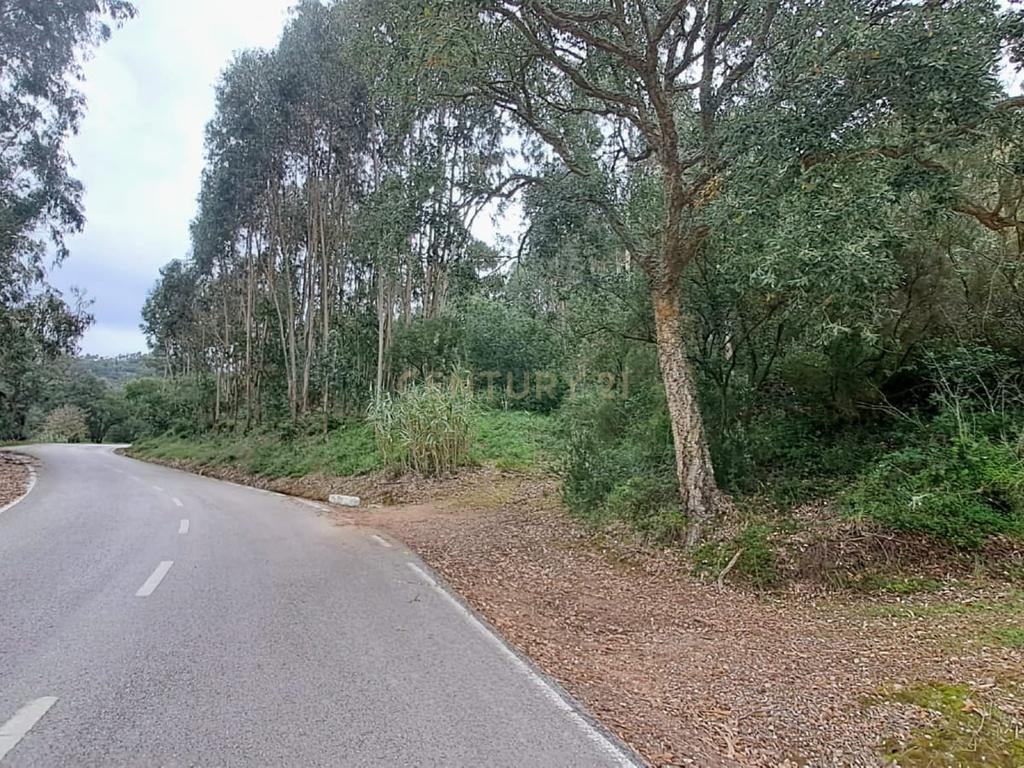 Terreno com Eucaliptos à Venda – Natureza e Tranquilidade em Mafra - Image 7